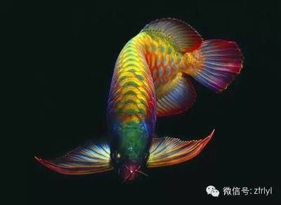 龍魚為什么叫龍魚呢？（龍魚的名字由來(lái)）
