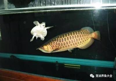 龍魚反復脫肛怎么根治（龍魚脫肛病因及預防措施，龍魚用藥治療的注意事項）