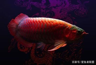 龍魚反復(fù)脫肛怎么根治（龍魚脫肛病因及預(yù)防措施，龍魚用藥治療的注意事項(xiàng)）