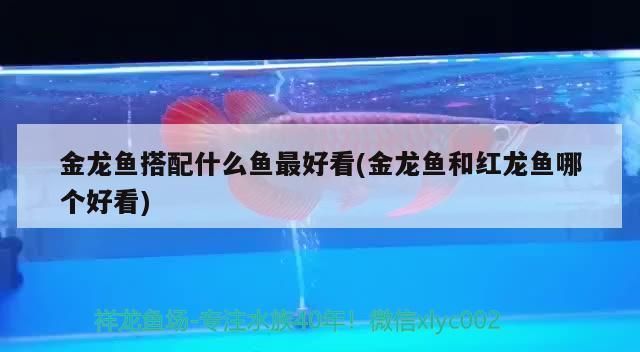 紅龍魚搭配什么清道夫好看呢（紅龍魚搭配七彩清道夫好看嗎）