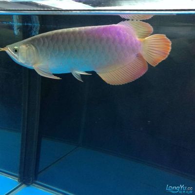 祥龍魚場觀賞魚（祥龍魚場觀賞魚批發視頻網上線）