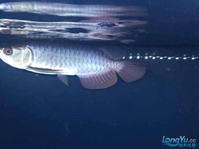 祥龍魚場觀賞魚（祥龍魚場觀賞魚批發視頻網上線）