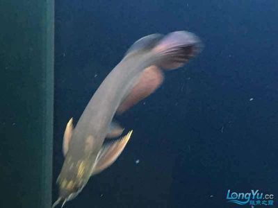 祥龍魚場觀賞魚（祥龍魚場觀賞魚批發視頻網上線）