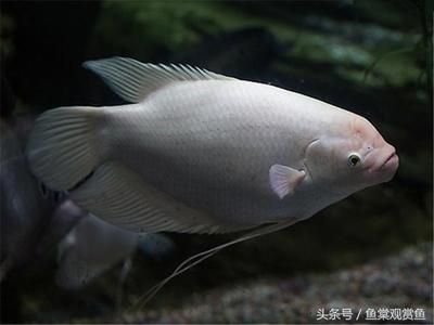 龍魚眼球都腐爛了怎么辦：如何判斷龍魚是否健康