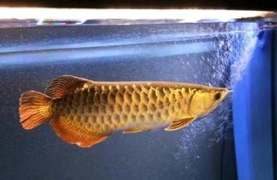 龍魚翻身了：如何判斷龍魚是否因病翻身