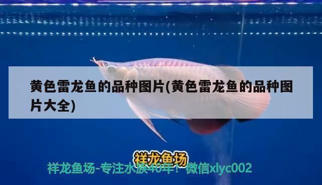 龍魚蒙眼的原因是什么 龍魚蒙眼的原因是什么 龍魚百科 第5張