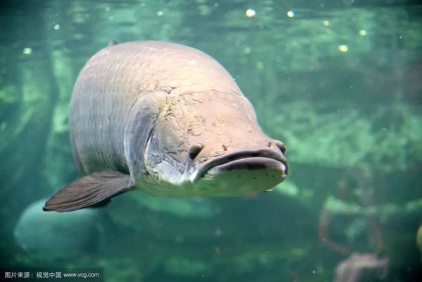 巨骨舌魚 銀龍魚