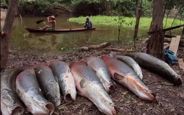 巨骨舌魚 銀龍魚