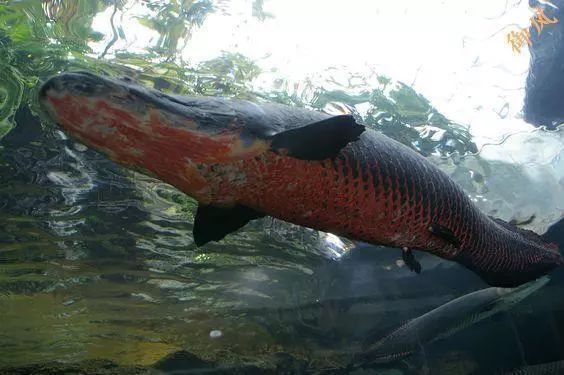 巨骨舌魚 銀龍魚