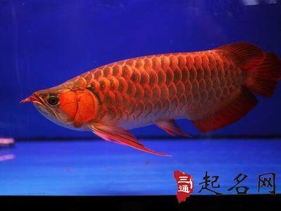 龍魚起名怎么取？：\"瑞龍\"