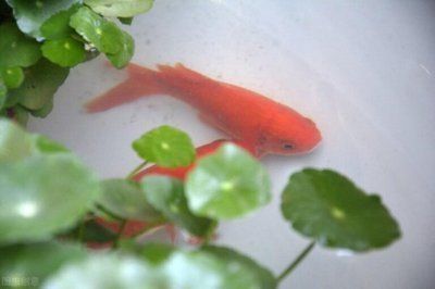 龍魚是冷水魚嘛為什么是熱水魚:龍魚不是冷水魚,而是熱帶魚 龍魚百科 第1張 龍魚是冷水魚嘛為什么是熱水魚:龍魚不是冷水魚,而是熱帶魚 龍魚是冷水魚嘛為什么是熱水魚:龍魚不是冷水魚,而是熱帶魚 龍魚百科 第1張