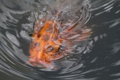 龍魚是冷水魚嘛為什么是熱水魚:龍魚不是冷水魚,而是熱帶魚 龍魚百科 第5張 龍魚是冷水魚嘛為什么是熱水魚:龍魚不是冷水魚,而是熱帶魚 龍魚是冷水魚嘛為什么是熱水魚:龍魚不是冷水魚,而是熱帶魚 龍魚百科 第5張