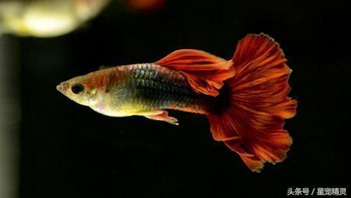 孔雀龍魚繁殖水草種類推薦：孔雀龍魚繁殖缸布局技巧 孔雀龍魚繁殖水草種類推薦：孔雀龍魚繁殖缸布局技巧 龍魚百科 第4張