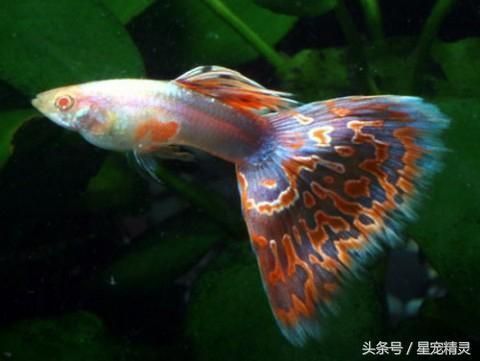 孔雀龍魚繁殖水草種類推薦：孔雀龍魚繁殖缸布局技巧 孔雀龍魚繁殖水草種類推薦：孔雀龍魚繁殖缸布局技巧 龍魚百科 第5張