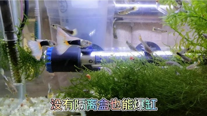 孔雀龍魚繁殖水草種類推薦：孔雀龍魚繁殖缸布局技巧 孔雀龍魚繁殖水草種類推薦：孔雀龍魚繁殖缸布局技巧 龍魚百科 第1張