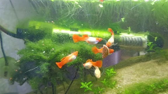 孔雀龍魚繁殖水草種類推薦：孔雀龍魚繁殖缸布局技巧 孔雀龍魚繁殖水草種類推薦：孔雀龍魚繁殖缸布局技巧 龍魚百科 第2張