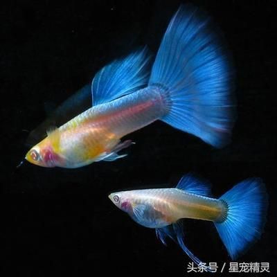 孔雀龍魚繁殖水草種類推薦：孔雀龍魚繁殖缸布局技巧 孔雀龍魚繁殖水草種類推薦：孔雀龍魚繁殖缸布局技巧 龍魚百科 第3張