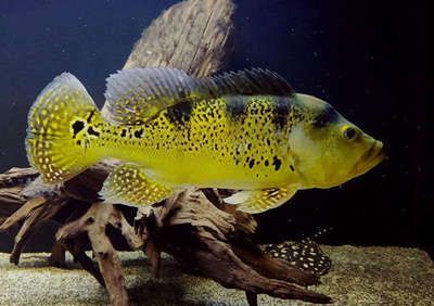 巴西亞魚和龍魚能一起養嗎：巴西亞魚和巴西亞魚和龍魚一起養的科學依據