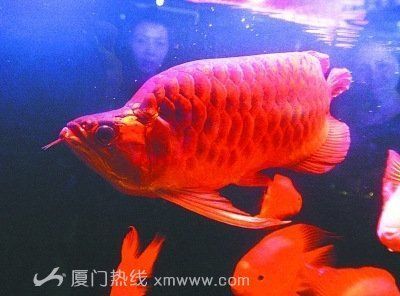 紅龍魚最大可以長到多少斤（紅龍魚的最大體長和重量是多少呢？）