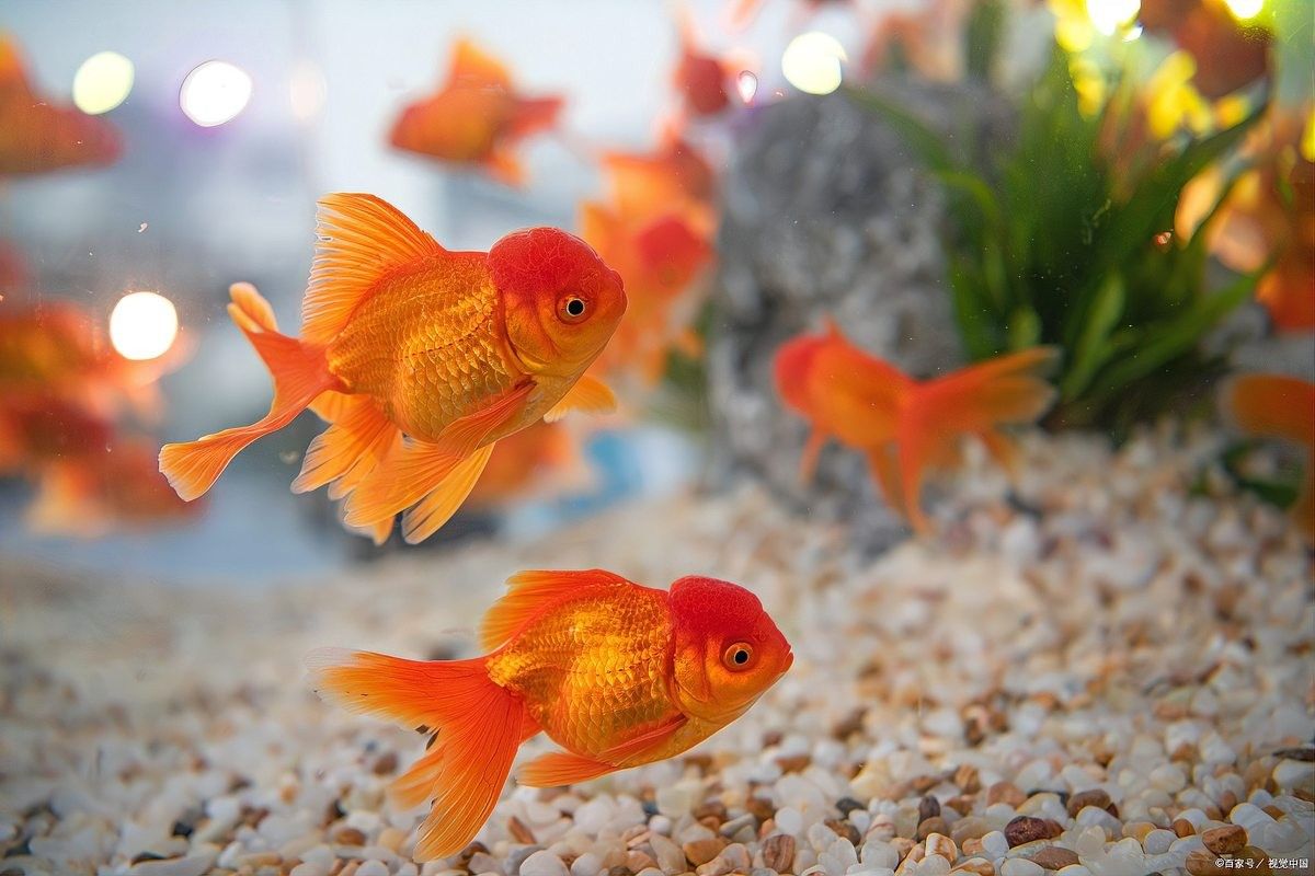 龍魚(yú)打包運(yùn)輸36小時(shí)有事嗎？ 龍魚(yú)打包運(yùn)輸36小時(shí)有事嗎？ 龍魚(yú)百科 第2張