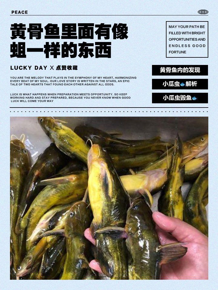 魚身上有像蛆一樣的寄生蟲