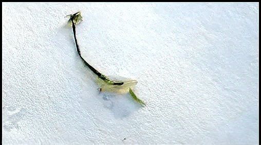 魚身上有像蛆一樣的寄生蟲
