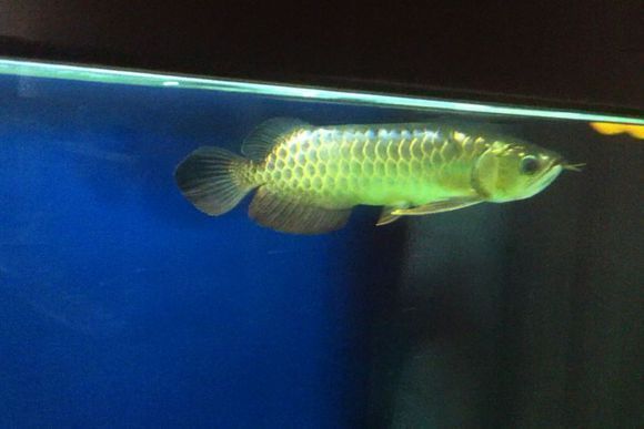 龍魚缸晚上關燈嗎好嗎：龍魚缸晚上關燈的好處