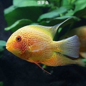 鉆石龍魚是紅龍嗎（鉆石龍魚并不是紅龍魚，它們是兩個不同的龍魚品種）