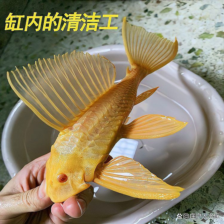 有哪些魚可以吃金龍魚的殘餌？