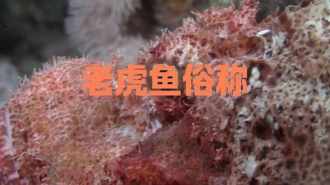 老虎魚的常見種類