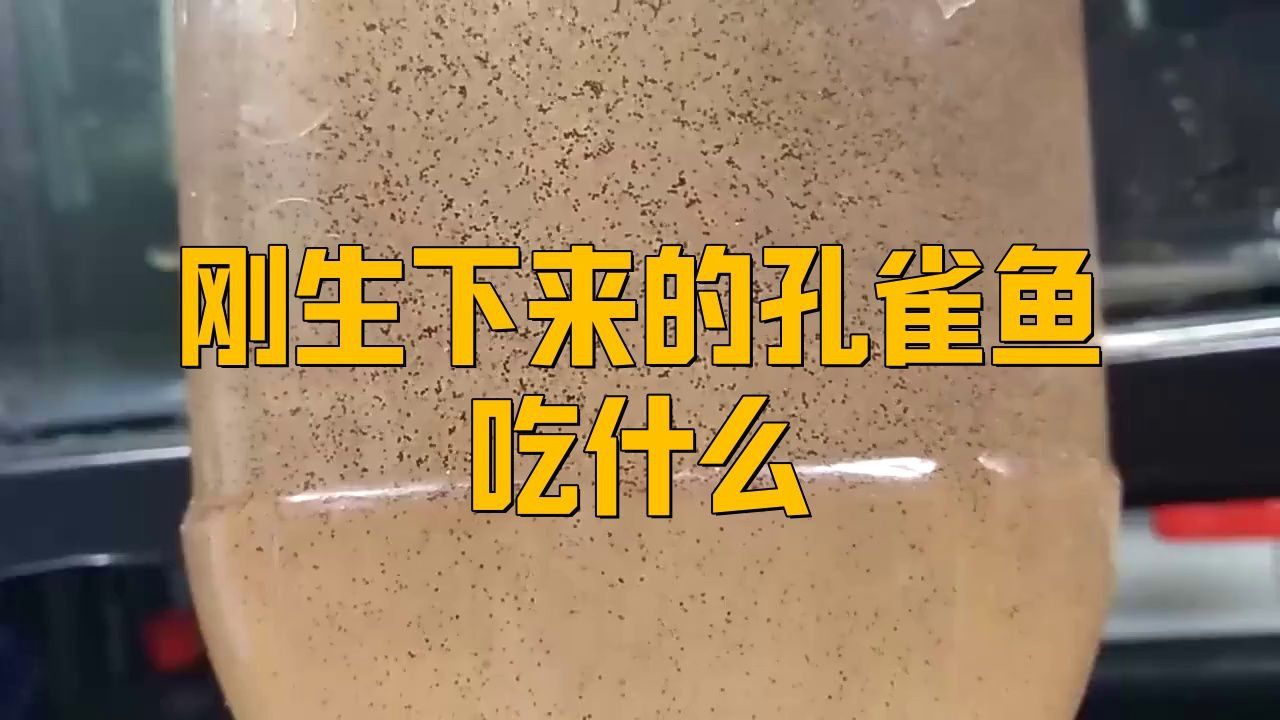 孔雀魚幼魚的最佳飼料是什么