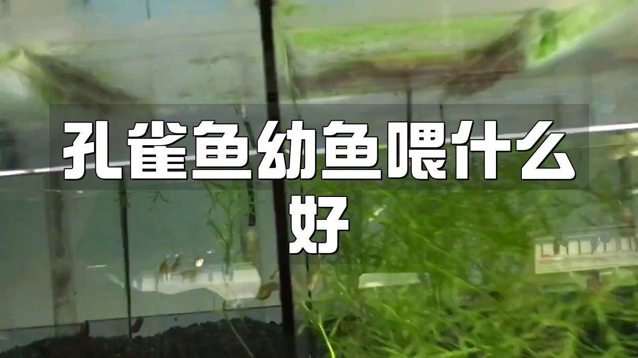 孔雀魚幼魚的最佳飼料是什么