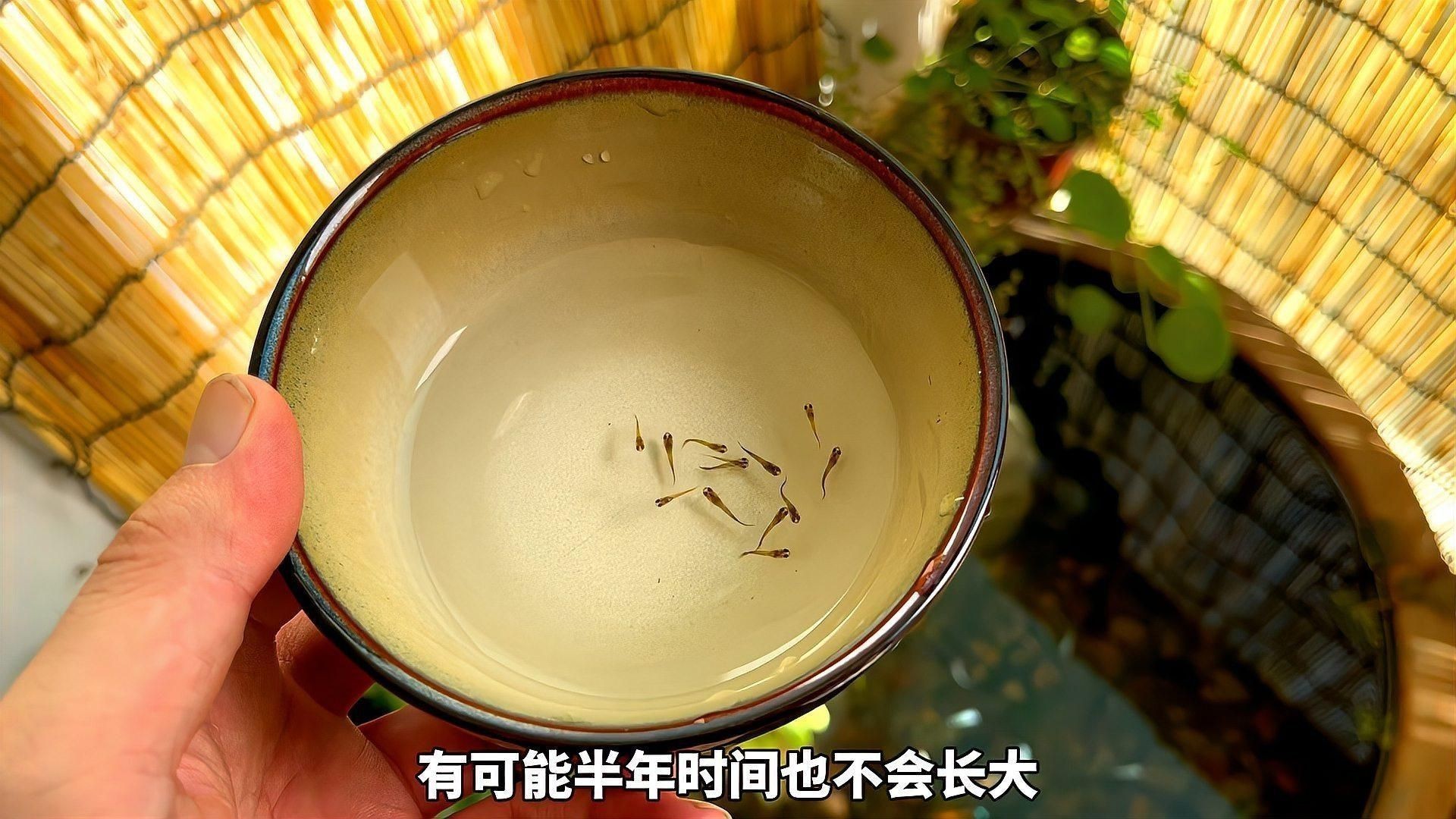孔雀魚幼魚的最佳飼料是什么