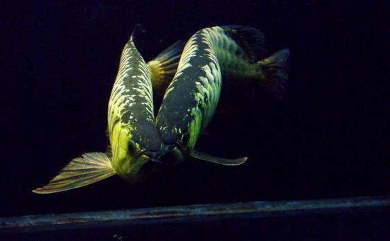 如何調整龍魚食欲：龍魚的食欲是它們健康和活力的重要指標