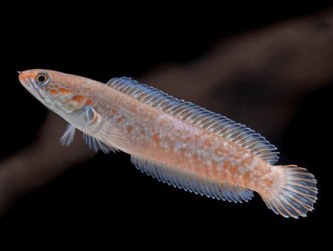 虎斑雷龍魚圖片
