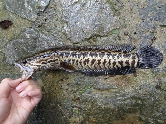 虎斑雷龍魚圖片