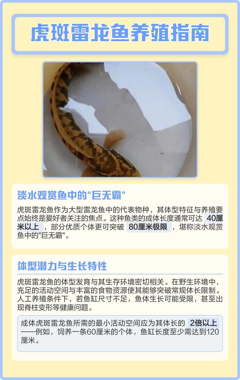 虎斑雷龍魚圖片