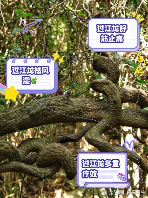 過江龍魚圖片高清大圖