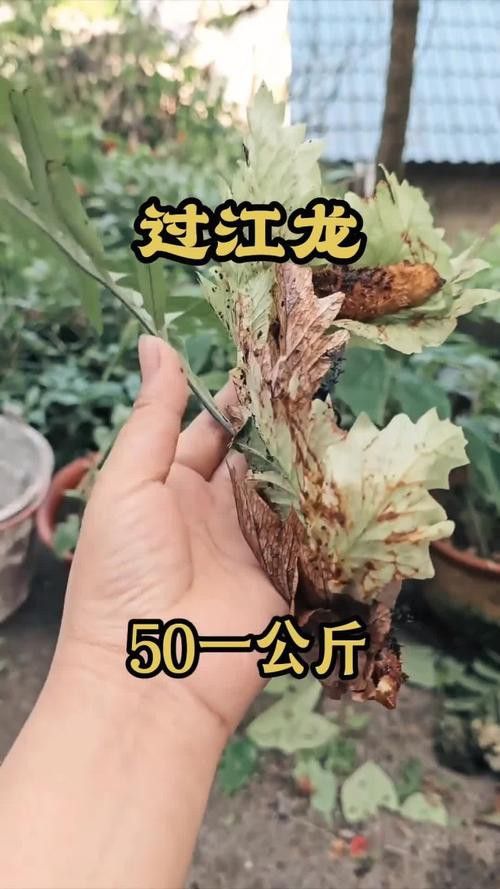 過江龍魚圖片高清大圖