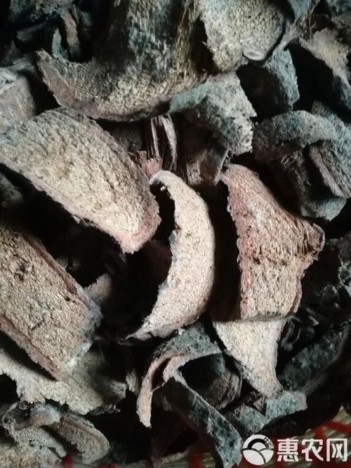 過江龍魚圖片高清大圖