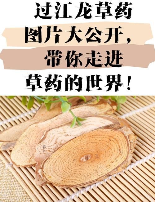 過江龍魚圖片高清大圖