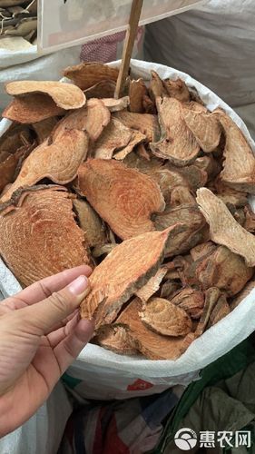 過江龍魚圖片高清大圖