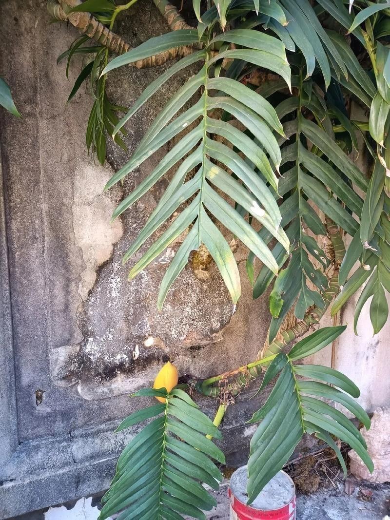 過江龍魚圖片高清大圖