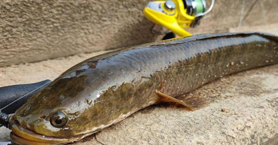過江龍魚圖片高清大圖