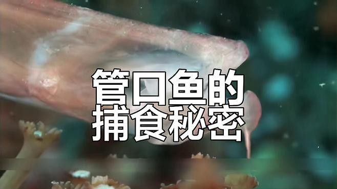 過江龍魚圖片高清大圖
