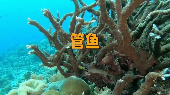 過江龍魚圖片高清大圖