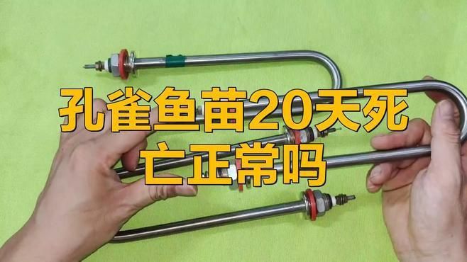 孔雀魚苗20天死亡正常嗎