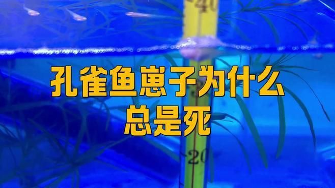 孔雀魚苗20天死亡正常嗎