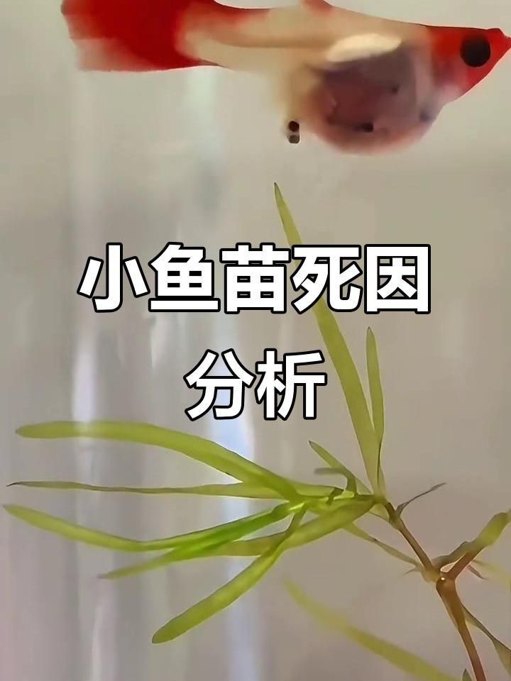 孔雀魚苗20天死亡正常嗎
