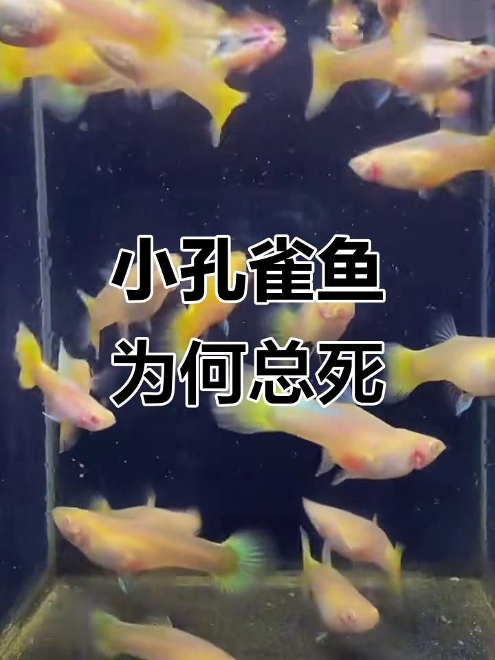 孔雀魚苗20天死亡正常嗎